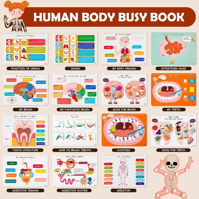 Human Body Anatomy Busy Book A with a Skeleton Toy 人體學有趣機關書 A 送骨骼玩具