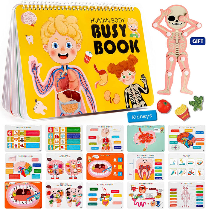 Human Body Anatomy Busy Book A with a Skeleton Toy 人體學有趣機關書 A 送骨骼玩具
