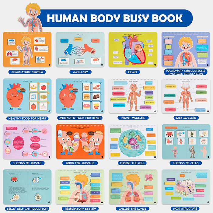 Human Body Anatomy Busy Book B 人體學有趣機關書 B