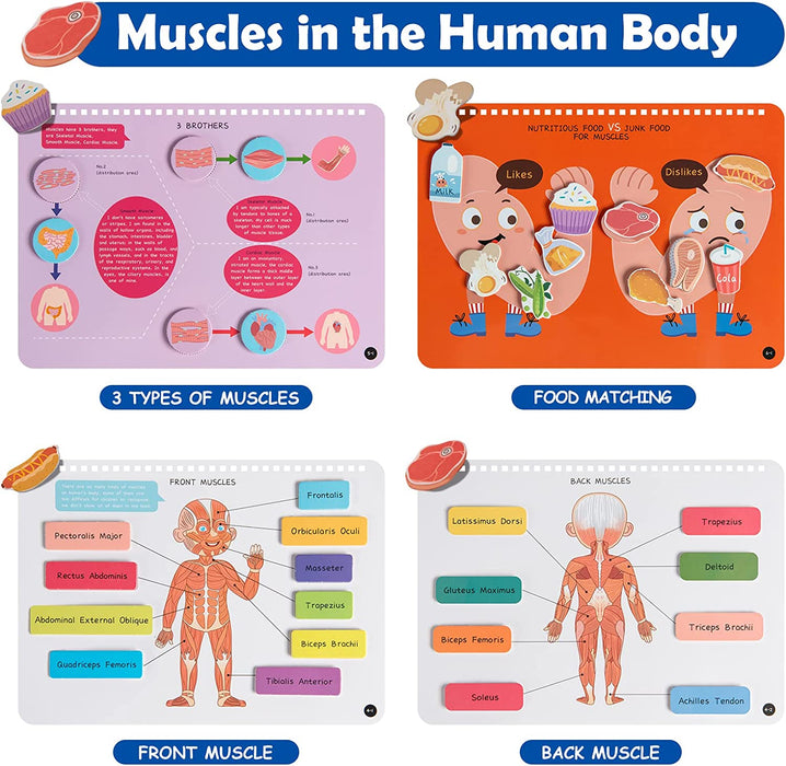 Human Body Anatomy Busy Book B 人體學有趣機關書 B