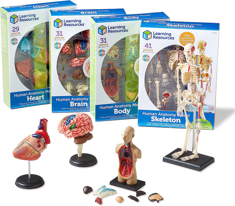 Bean Kids - Skeleton, Brain, Heart and Body Anatomy Model Bundle Set 醫學人體解剖學習模型