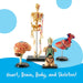 Bean Kids - Skeleton, Brain, Heart and Body Anatomy Model Bundle Set 醫學人體解剖學習模型